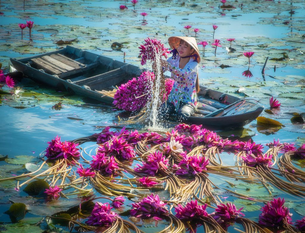 Pham Huy Trung De Oogst Van Vietnamese Waterlelies Fotografische