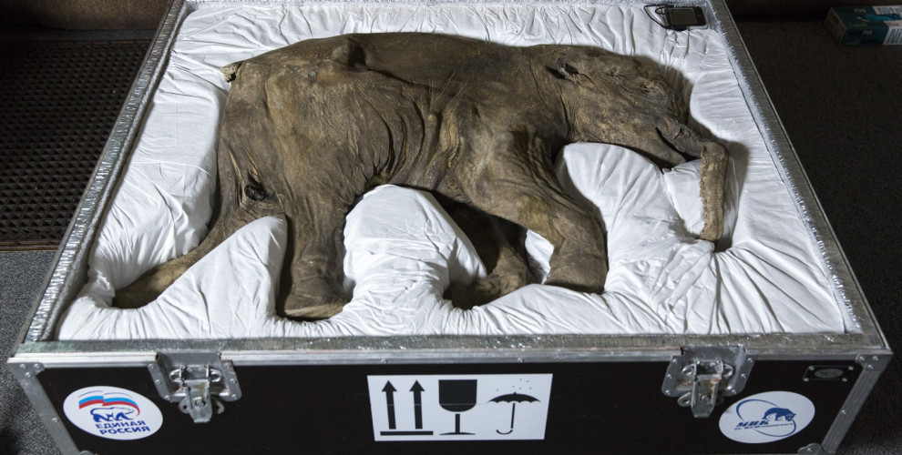 flauw Geavanceerde knoflook Lyuba - De best bewaarde mammoet gaat de wereld rond in een klein  reiskoffertje - Thalmaray.co