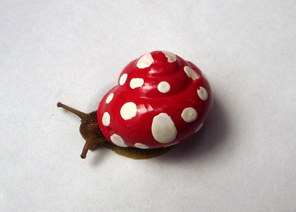 painted-snail-shell-23