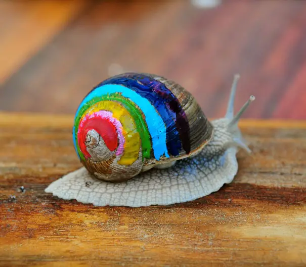 painted-snail-shell-9