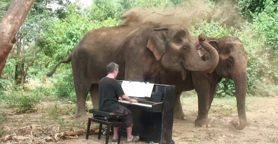 classical-music-for-elephants