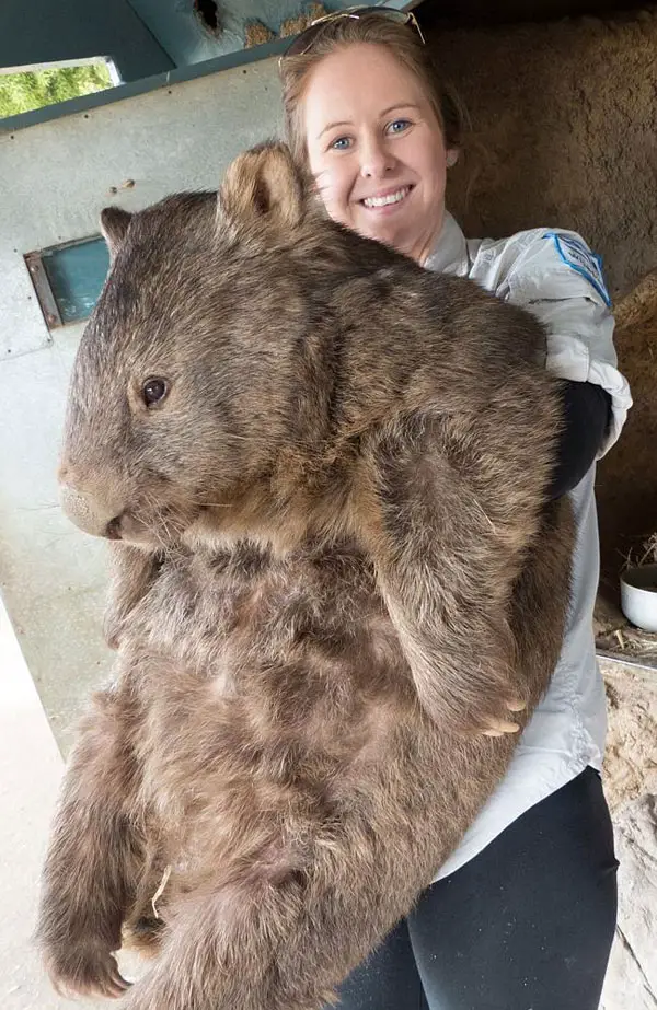 patrick-the-oldest-and-largest-living-wombat-1