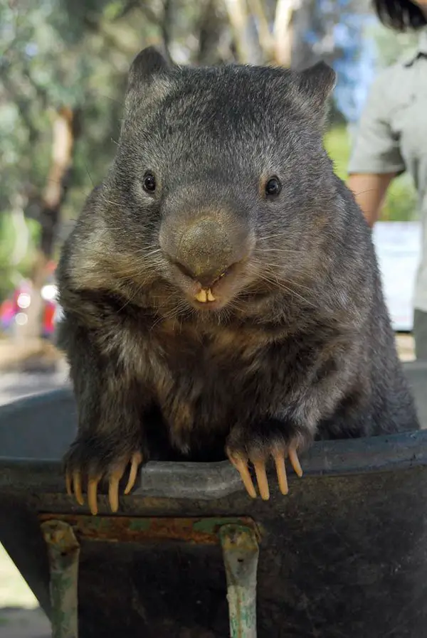 patrick-the-oldest-and-largest-living-wombat-2