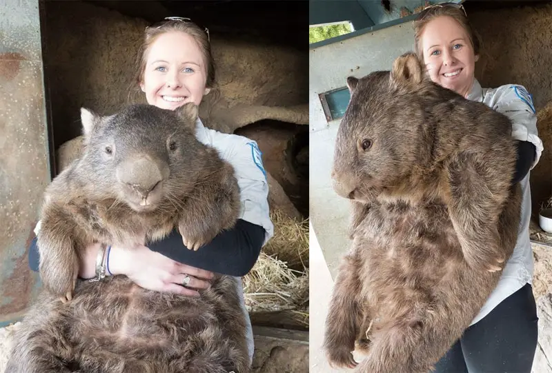 patrick-the-oldest-and-largest-living-wombat-8