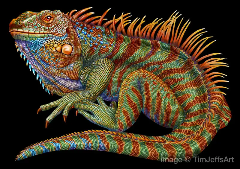 incredibly-detailed-pencil-crayon-drawings-of-iguana-and-chameleon-by-tim-jeffs-1