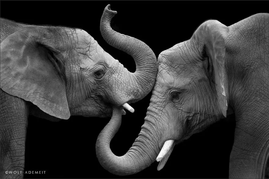 Elephant-Love-5__880
