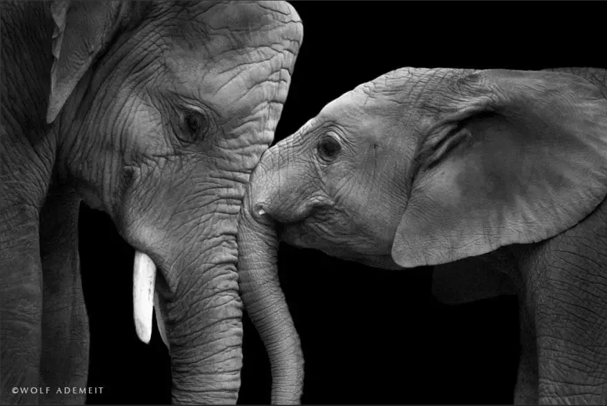 Elephant-Love-6__880