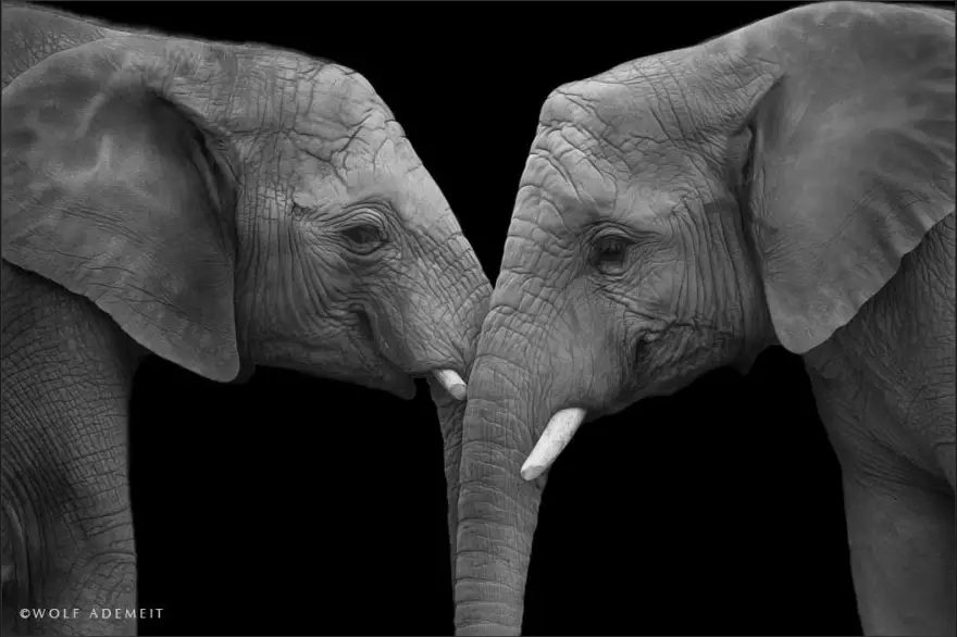 Elephant-Love-7__880