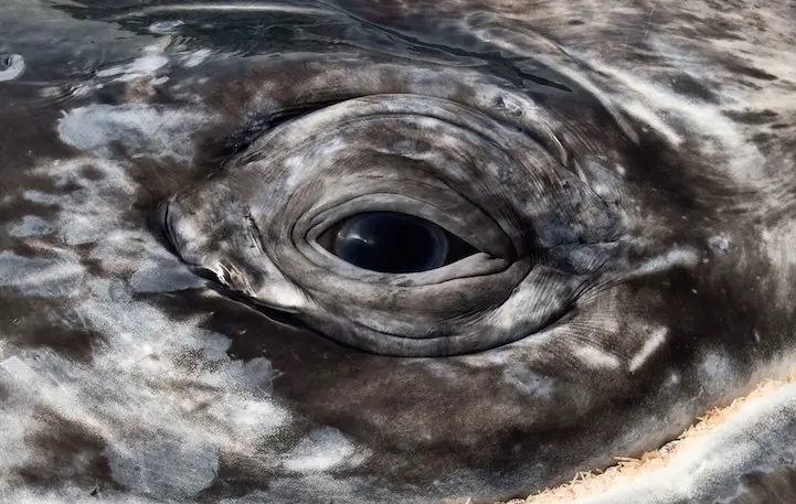 Gray whale (eschrichtius robustus) The eye of a gray whale. Pacific coast Mexico.