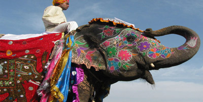 Elephant-Festival