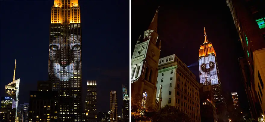empire-state-projection-endangered-animals-nyc-29