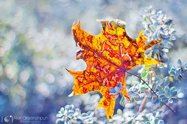 fall-nature-photography-autumn-colors-alex-greenshpun-14