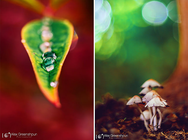 fall-nature-photography-autumn-colors-alex-greenshpun-3