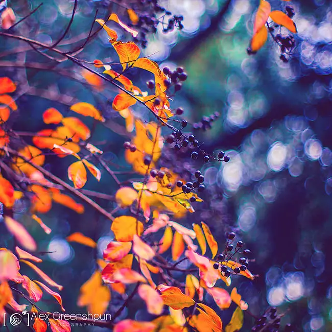 fall-nature-photography-autumn-colors-alex-greenshpun-5