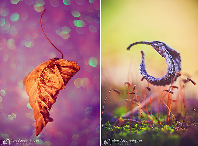 fall-nature-photography-autumn-colors-alex-greenshpun-7