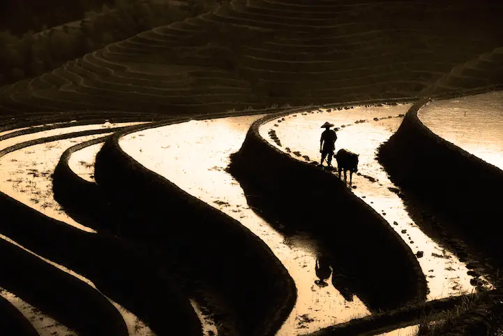 Silhouette of Chinese farmer and water buffalo on rice terraces