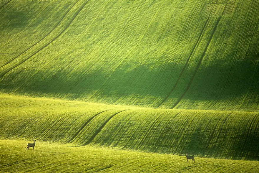 Moravian-fields-1__880