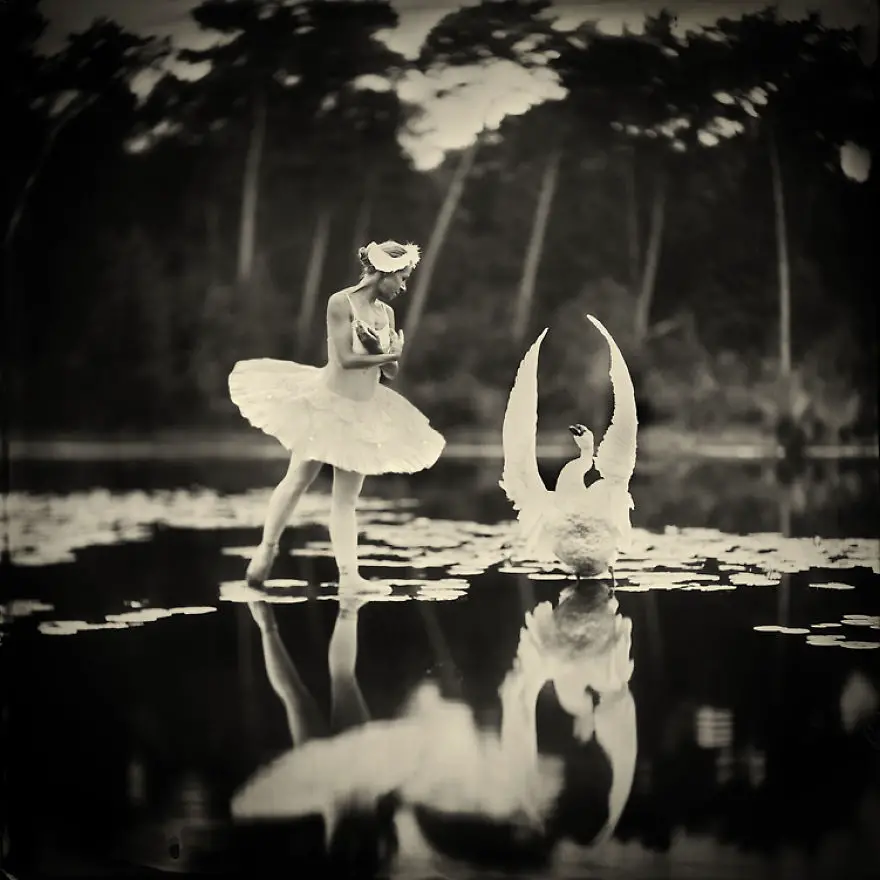Swan-lake__880