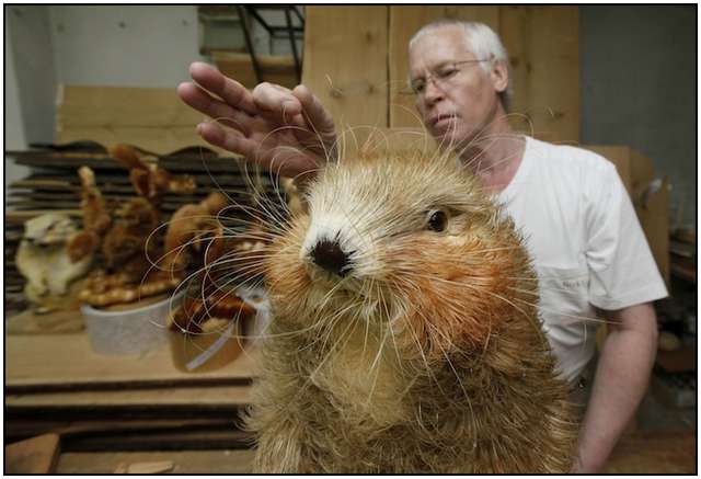 Artist Sergei Bobkov, 55, finishes the creation of a sculpture of a life-sized Asian marmot made of the Siberian cedar cut chips at a workshop in a cellar of a local school in the settlement of Kozhany, 207 km (129 miles) southwest of Krasnoyarsk, June 5, 2012. Bobkov, who received a patent on manufacturing art sculptures made of cut chips, spent four months and used about 50,000 pieces of Siberian cedar to create the marmot. REUTERS/Ilya Naymushin (RUSSIA - Tags: SOCIETY)