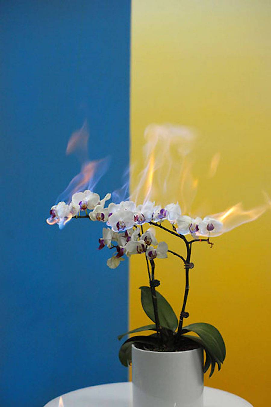 fireflowers-9-900x1353