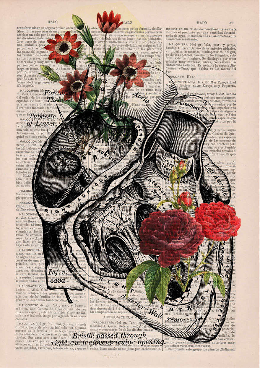 anatomy-illustrations-old-book-pages-prrint-4